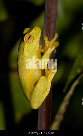 Tiny vivid yellow-green Australian dainty tree frog, Litoria gracilenta in garden, with golden eye on stem of fern frond on dark background Stock Photo