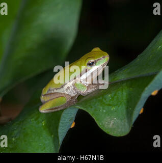 Tiny green & white Australian eastern dwarf tree frog, Litoria fallax on emerald frond of fern against black background in garden Stock Photo