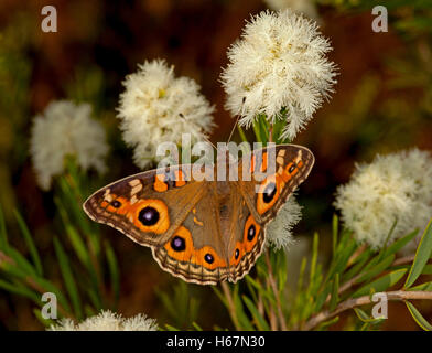 Spectacular orange & black Meadow argus butterfly, Junonia villida, feeding on cream melaleuca flowers against dark background Stock Photo