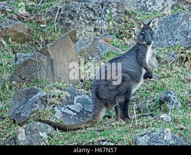 Australian wallaroo, Macropus robustus, in the wild, with dark grey fur & unusual white chest, alert & staring at camera from rocky hillside