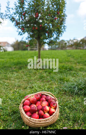 A full basket near an apple tree full of ripe fruits Stock Photo - Alamy