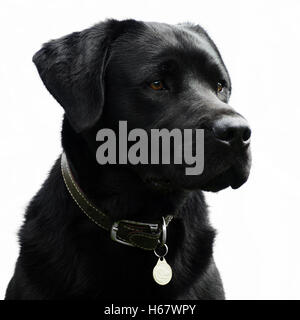 Head shot of a Black Labrador dog against a plain white background Stock Photo