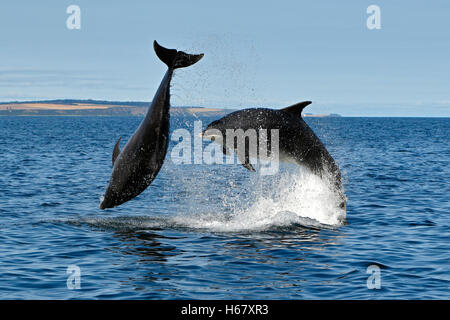 Two adult Bottlenose dolphins having fun breaching and leaping in calm blue sea where the Cromarty Firth meets the Moray Firth, Highlands of Scotland