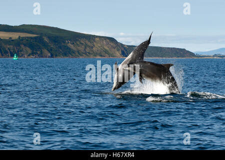 Two adult Bottlenose dolphins having fun breaching and leaping in calm blue sea where the Cromarty Firth meets the Moray Firth, Highlands of Scotland