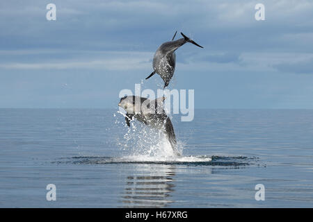 Bottlenose dolphins breaching from the water, Moray Firth, Scotland
