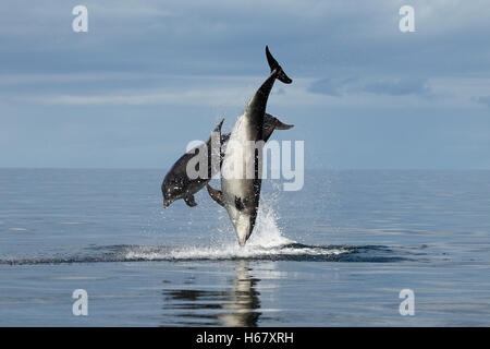 Two adult Bottlenose dolphins having fun breaching and leaping in calm blue sea, Moray Firth, Highlands of Scotland
