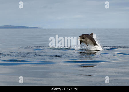 A Bottlenose dolphin half breaching from the water, Moray Firth, Scotland