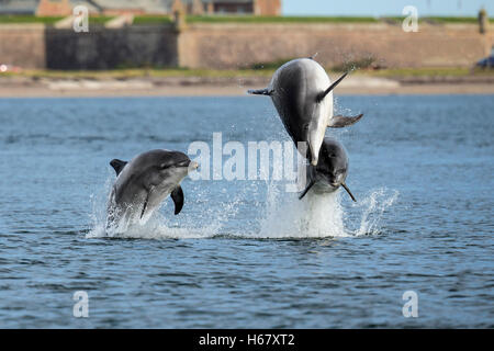 Young Bottlenose dolphins breaching from the water, Moray Firth, Scotland with Fort George in the background.