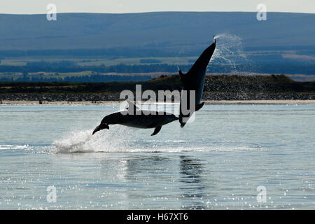 Young Bottlenose dolphins breaching from the water, Moray Firth, Scotland with historic Fort George in the background.