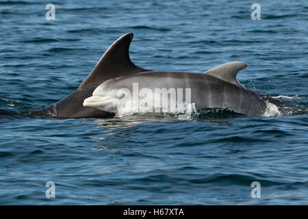 A Bottlenose dolphin baby surfaces to breathe next to its Mother, Moray Firth, Scotland. The young dolphin has vertical foetal fold stripes on body. Stock Photo