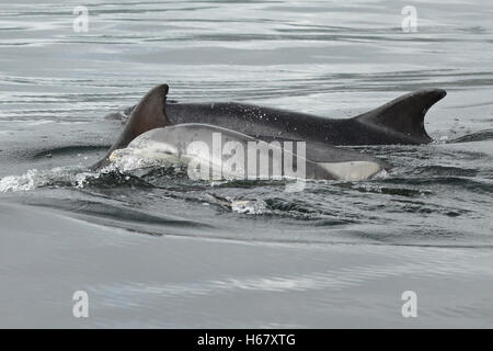 A year old Bottlenose dolphin baby surfaces to breathe, Moray Firth, Scotland.