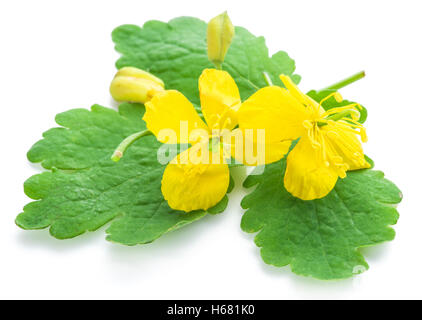 Greater celandine flower, swallowwort isolated on white background. Stock Photo