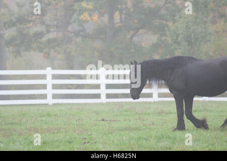 A black horse walks alone in a pasture on a foggy autumn morning. Stock Photo