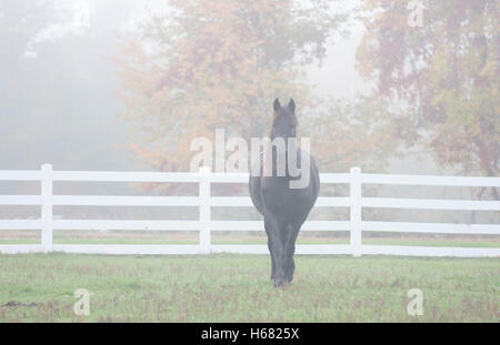 A black horse walks alone in a pasture on a foggy autumn morning. Stock Photo