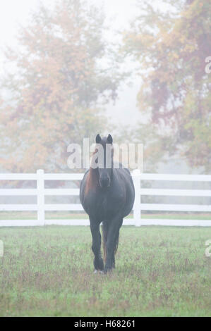 a black horse walks alone in a pasture on a foggy autumn morning. Stock Photo