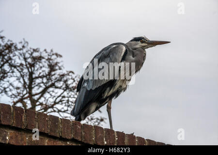 A grey heron perched on a wall near the river in Richmond on Thames,England Stock Photo