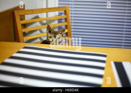Devon Rex purebred domestic cat Stock Photo