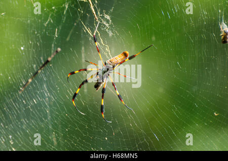 Nephila clavipes: Golden Silk Orb-weaver spider on its web in southern Florida Stock Photo
