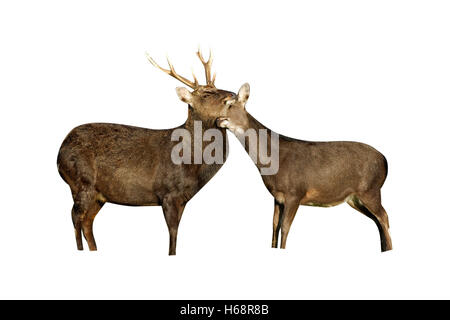 Sika deer, Cervus nippon,  male and female on grass, Kent Stock Photo