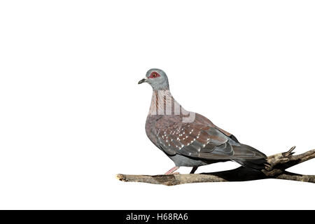 Spectacled pigeon, Columba guinea, single bird on ground, South Africa, August 2015 Stock Photo