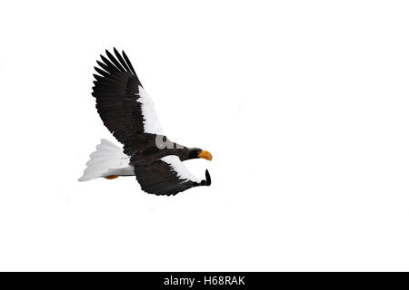 Stellers sea-eagle, Haliaeetus pelagicus, Japan, winter Stock Photo