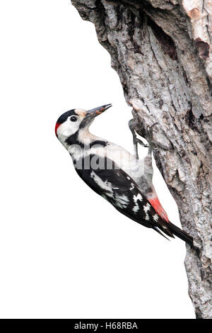 Syrian woodpecker, Dendrocopos syriacus, single male at nest, Bulgaria, May 2010 Stock Photo