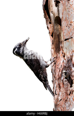 Three-toed woodpecker, Picoides tridactylus, single female at nest, Finland, July 2012 Stock Photo
