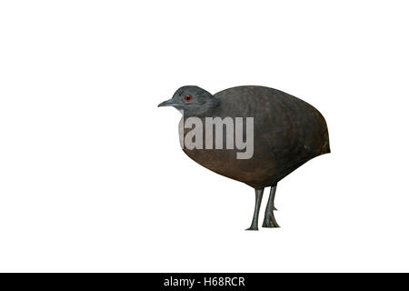 Undulated tinamou, Crypturellus undulatus, single bird on ground, Brazil Stock Photo