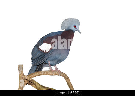Western crowned-pigeon, Goura cristata, single captive  bird on branch,Indonesia, March 2011 Stock Photo