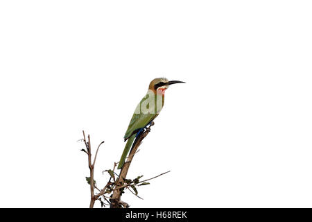 White-fronted bee-eater, Merops bullockoides,  single bird on branch, South Africa, August 2015