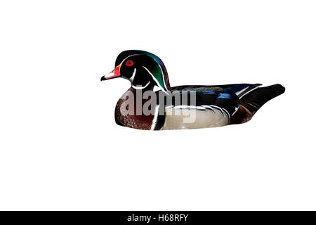 Wood duck or carolina, Aix sponsa, male, Arizona, USA, winter Stock Photo