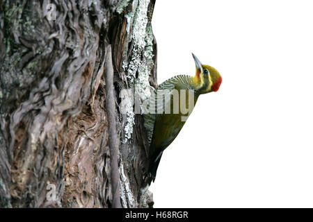 Yellow-browed woodpecker, Piculus aurulentus, single bird on branch, Brazil Stock Photo