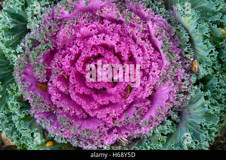 Decorative cabbage (Brassica oleracea var. acephata) Stock Photo