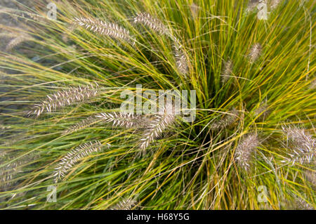 Chinese Pennisetum, Dwarf Fountain Grass (Pennisetum alopecuroides 'Hameln') Stock Photo