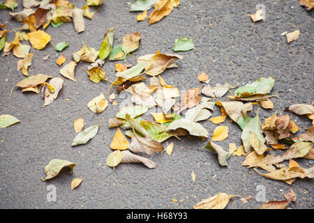 Colorful fallen autumnal leaves lay on asphalt road background Stock Photo