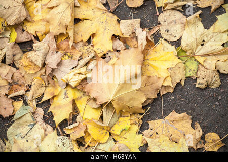 Yellow fallen autumnal leaves lay on asphalt road background Stock Photo