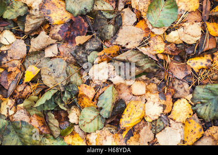 Colorful fallen autumnal leaves lay on the ground, natural background photo texture Stock Photo