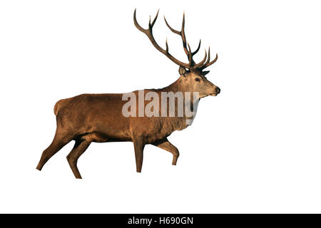 Red deer, Cervus elaphus, single male on grass, Bradgate Park, Leicestershire Stock Photo