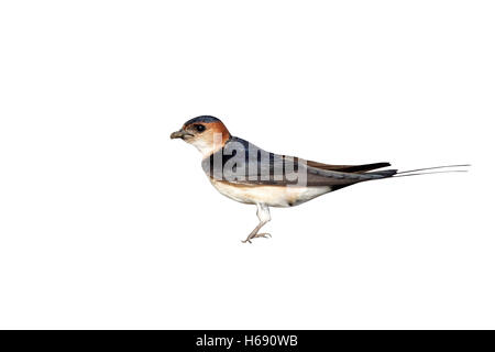 Red-rumped swallow, Hirundo daurica, single bird collecting mud,Bulgaria, May 2010 Stock Photo
