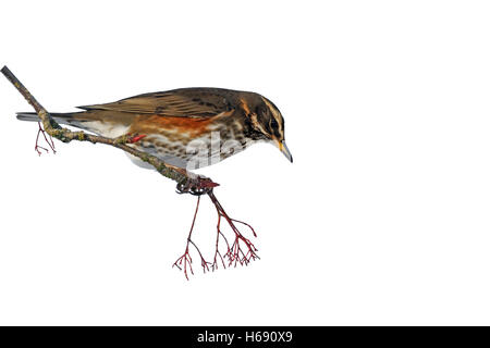 Redwing, Turdus iliacus, single bird on rowan berries, West Midlands, December 2010 Stock Photo