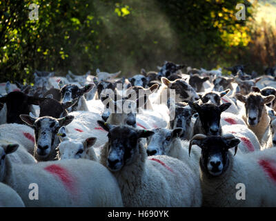 flock of steaming sheep in misty morning light being driven along village road Stock Photo