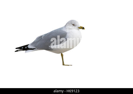 Ring-billed gull, Larus delawarensis, New York, USA Stock Photo