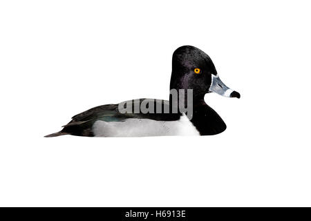 Ring-necked duck, Aythya collaris, male, Arizona, USA, winter Stock Photo