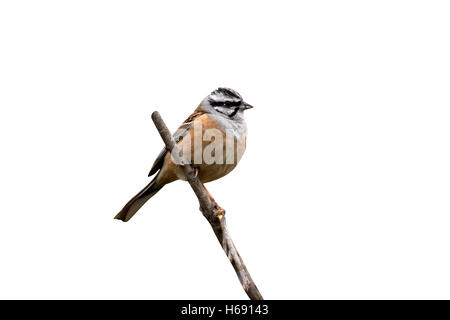 Rock bunting, Emberiza cia, single bird on branch, Spain Stock Photo