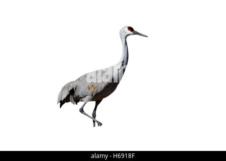 Sandhill crane, Grus canadensis, Bosque, New Mexico, USA, winter Stock Photo