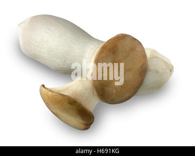 Fresh picked Pleurotus Eryngii straw mushrooms un cooked Stock Photo