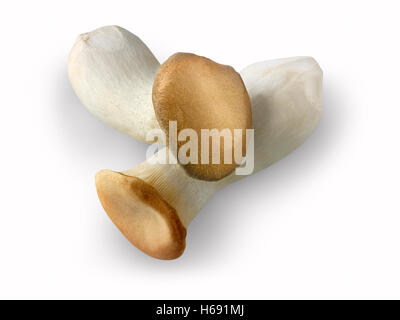 https://l450v.alamy.com/450v/h691mj/fresh-picked-pleurotus-eryngii-straw-mushrooms-un-cooked-h691mj.jpg
