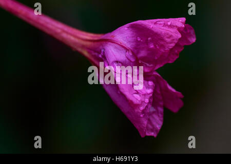 Flower of Mirabilis jarapa, named Marvel of Peru. Stock Photo