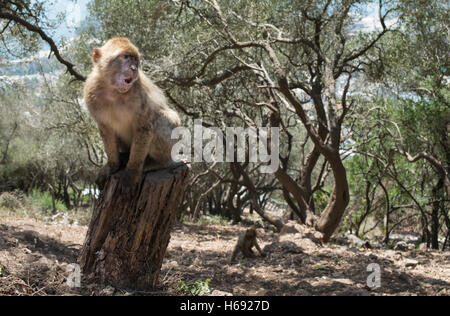 Barbary macaque monkey in Gibraltar Stock Photo