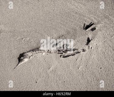 Am Strand, Langeoog. Deutschland Germany.  A dead  decaying seabird found half buried on the sandy beach. The bird is resting in such a manner that it appears to be flying through the sand.  It's a sunny day causing strong shadows and high contrast in the sand. Stock Photo